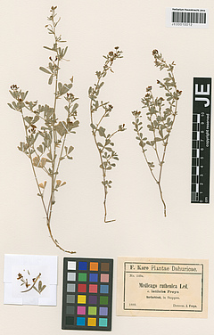 For reference, the scans include a scale and a colour chart (picture:  Herbarium Haussknecht).