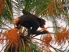 Dar&uuml;berhinaus unterst&uuml;tzen sie die Ausbreitung der Samen der Palmfrucht. (Bild: M. McLennan / Bulindi Chimpanzee & Community Project)