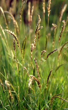 This is due in part to new, taller species spreading into the tundra. Vernal sweetgrass (<em>Anthoxanthum odoratum</em>), common in lowland Europe, has newly appeared in alpine sites in Iceland and Sweden. (Picture: Christian Fischer licensed under CC BY-SA 3.0)