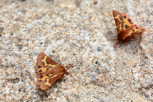 Arctia dejeani is a medium-sized macro-moth, which is only occurs on the Iberian peninsula. It is one of the spiecies investigated in the study (picture: Henrique Pereira).