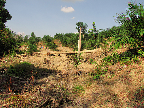 Smallholder's  farm with recently planted oil palms (photo: Andrew Barnes).