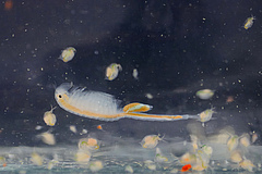 These little crustaceans belong to the zooplankton analysed in the study. The picture shows a fairy shrimp (<em>Branchinecta orientalis</em>, 3 - 4 cm in size) as well as several water fleas (<em>Daphnia magna</em>, up to 0.5 cm). (Picture: Imre Potyó)