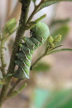 Caterpillars of the tobacco hawk moth (<em>Manduca sexta</em>) can tolerate nicotine well, but if their host plant produces other chemical substances, they look for a new feeding place if possible. (Picture: Pia Backmann)