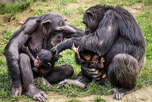 Chimpanzees are found as four subspecies in 21 African countries from the lowlands to mountainous regions of up to 2800 m altitudes. Their evolution was significantly shaped by the ice ages. (Picture: Pixabay)