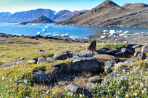 The height of tundra plant communities has increased over the last 30 years. (Picture: Anne Bjorkman)