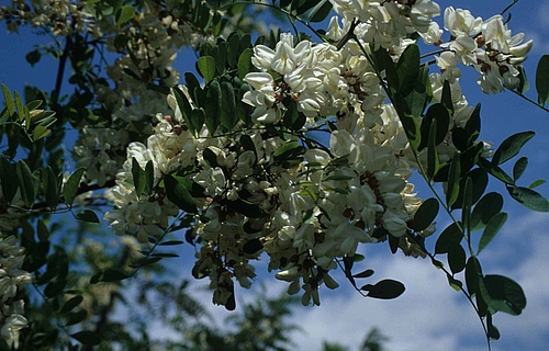 Black Locust (<em>Robinia pseudocacia</em>) is a tree native to North America that has been introduced in all continents. European empires have played a major role in its introduction and spread.  (Picture: Franz Essl)