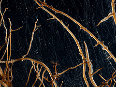 Pflanzenwurzeln mit Mykorrhiza-Pilzen. (Bild: Super Organism, visual artist Suzette Bousema)