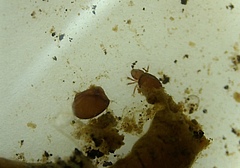 Still image from video 1 (Mite escaping from slug feces)&nbsp; (Picture: Manfred Türke)