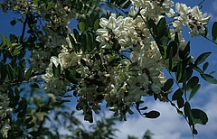 Die Robinie (<em>Robinia pseudocacia</em>) ist eine urspr&uuml;nglich in Nordamerika heimischer Baum, der auf allen Kontinenten eingef&uuml;hrt wurde. Die europ&auml;ischen Imperien haben bei ihrer Einfuhr und Verbreitung oft eine wichtige Rolle gespielt. (Bild: Franz Essl)