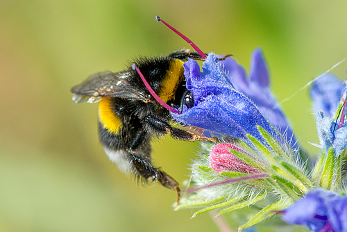 Buff-tailed bumblebee (<em>Bombus terrestris</em>) (Picture: Wilhelm Osterman)