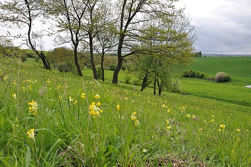 Extensive grassland site in Hainich, Germany. Low intensity management grasslands maintain strong synergies between specialized species and functions and supply a more distinct set of ecosystem services than high intensity grasslands. (Picture: Michael Bonkowski)