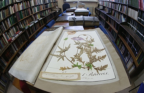 A historical collector&rsquo;s piece in the library of the Haussknecht Herbarium (Picture: Jan-Peter Kasper, University of Jena)