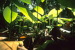 Seedlings in the forest understory (Picture: Christian Ziegler).