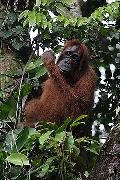 The Sumatran orangutans are threatened by the loss of their natural habitat. © Perry van Duijnhoven