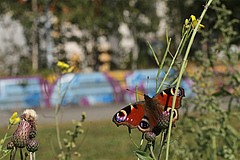 The project "VielFalterGarten" will start with workshops on the different butterfly species that can be found in Leipzig. (Picture: Guy Peer)