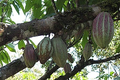 85 Prozent des Kakaos, den Deutschland importiert, stammen aus nur f&uuml;nf L&auml;ndern &uuml;berwiegend Westafrikas. Dessen Produktion verursacht dort z.T. erhebliche Auswirkungen auf die biologische Vielfalt. (Bild: Janina Kleemann)