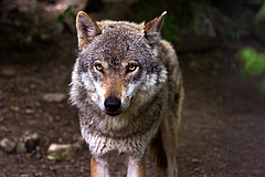 Another species in Germany, the wolf (Canis lupus) is among the top 25% of species most exposed to roads.