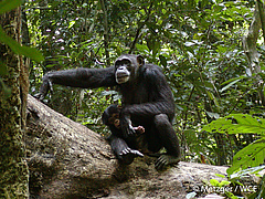The study focused on the western chimpanzee (Pan troglodytes verus), a critically endangered subspecies (photo: Sonja Metzger / WCF).