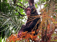 Schimpansen sind auf Palmfr&uuml;chte als ihre Nahrungsgrundlage angewiesen. (Bild: M. McLennan / Bulindi Chimpanzee & Community Project)