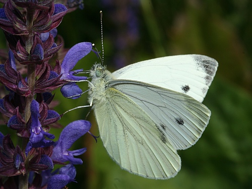 The green-veined white (Pieris napi) is widespread and abundant throughout Europe and one of six species that showed a major population collapse in the UK following the 1995 drought. Photo: Martin Wiemers/UFZ