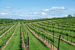 F&uuml;r den Weinbau sind die Leistungen der Natur essentiell. Konzepte wie das Terroir und entsprechende Herkunftssiegel schaffen Bewusstsein f&uuml;r die Anbauregion. (Bild: Rick Baldwin / Pixabay)