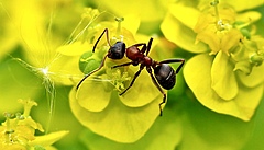 Ameisen und andere Tiere f&ouml;rdern die Leistungsf&auml;higkeit von W&auml;ldern (Bild: Luise, Pixelio)