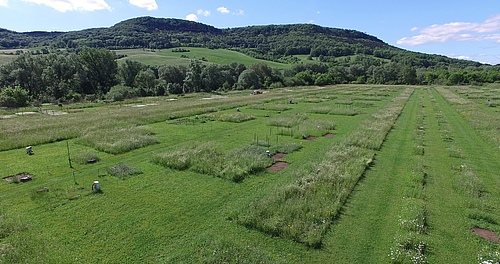 The Jena Experiment has been investigating the relationships between biodiversity and ecosystem functioning for over 20 years. A DFG Research Unit will now be funded for another four years (Picture: Matthias Ditscherlein)