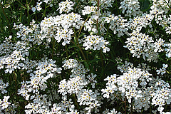Die Bittere Schleifenblume (<em>Iberis amara</em>) ist laut Roter Liste in Deutschland ausgestorben, kommt aber noch vereinzelt in st&auml;dtischen Gebieten vor und ist bei vielen Gartenanbietern erh&auml;ltlich.&nbsp; (Bild: Wikimedia Commons)