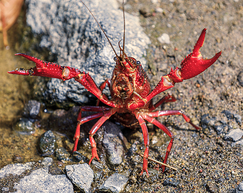 The Louisiana crawfish (<em>Procambarus clarkii</em>), which is native to northern Mexico and the southeastern United States, is an example of a species that is flourishing in Germany&rsquo;s freshwaters, driving homogenisation.&nbsp; (Picture: B. Meritz, CC BY-SA 2.0)
