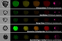 Mittels bildbasierter Partikelanalyse lassen sich mikroskopische Aufnahmen von Pollen verschiedener Wiesenpflanzen gewinnen, die f&uuml;r Best&auml;uber wichtig sind. Jede Reihe zeigt ein einzelnes Pollenkorn einer bestimmten Pflanzenart mit einer normalen mikroskopischen Aufnahme (Bilder links) und Fluoreszenzaufnahmen f&uuml;r verschiedene Spektralbereiche (farbige Bilder rechts).&nbsp; (Bild: Susanne Dunker)