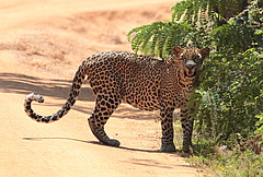 Der Leopard (<em>Panthera pardus</em>) hat eine geringe bis mittlere H&auml;ufigkeit (Bild: Corey Callaghan)