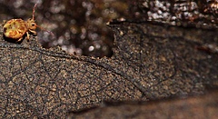 Springschw&auml;nze sind winzige Insekten, die im Boden leben und sich von abgestorbenem organischen Material ern&auml;hren. Auf der Abbildung ist ein Kugelspringer zu sehen. (Bild: Sarah Zieger)