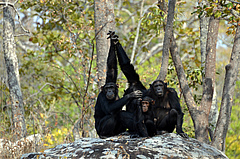 Schimpansen und andere afrikanische Menschenaffen k&ouml;nnten in den n&auml;chsten 30 Jahren bis zu 94 % ihres Verbreitungsgebietes verlieren. (Bild: Pascal Gagneux/GMERC)