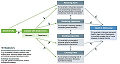 Das konzeptuelle Modell stellt die Zusammenh&auml;nge zwischen Biodiversit&auml;t und menschlicher Gesundheit und Wohlbefinden darstellt dar. (Bild: Grafik von den Autoren)
