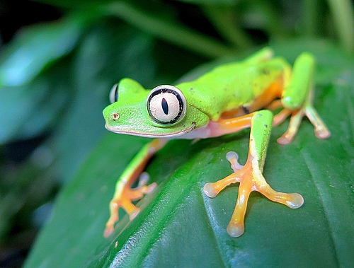 Rewilding amphibians, such as the lemur leaf frog (<em>Agalychnis lemur</em>), stands to help restore aquatic ecosystems, according to the authors of a new study. (Picture: Wikimedia Commons, CC-BY-SA 3.0)