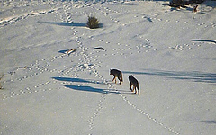 Two wolves roaming in the snow in the mountains of Le&oacute;n in Northwestern Spain. (Picture: A. Gil-Fernández)