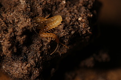 The predatory soil centipedes can be found worldwide (Photo: Sarah Zieger).