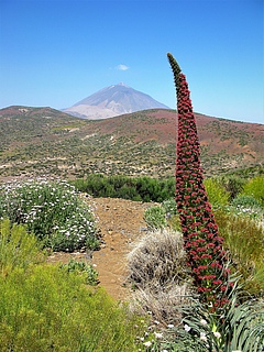 Island plants like this flowering herbaceous plant, also known as &ldquo;tower of jewels&rdquo; (Echium wildpretii) show fascinating adaptations to their living and non-living environment. Medium-sized, slow-growing, woody shrubs dominate Tenerife's flora, the study shows. (Picture: José María Fernández-Palacios)