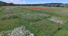 Over the course of two years, the scientists collected data from two analogous grassland experiments, including the Jena Experiment in Germany. (Picture: Matthias Ditscherlein)
