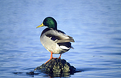 Bird species in North America or Europe like the mallard (Anas platyrhynchos) on the other hand are mostly well documented with millions of records annually (picture: Walter Jetz).