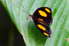 Data to assess distributions and trends varies vastly among groups of organisms. Many tropical butterflies like the blue-frosted banner (Catonephele numilia) often only have a few records (picture: Walter Jetz).