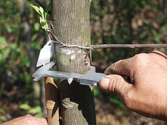 Der Baumdurchmesser wird mit einer Schieblehre gemessen. (Bild: Stefan Trogisch)