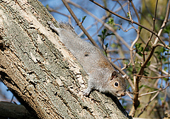 The Gray Squirrel (Sciurus carolinensis) displaces the native European Squirrel (Sciurus vulgaris) in the United Kingdom and other EU countries. It was therefore included in the blacklist of the EU ("List of invasive non-resident species of Union concern") in 2016 and must be actively combated in the European Union. Photo: Tim M. Blackburn, University College London
