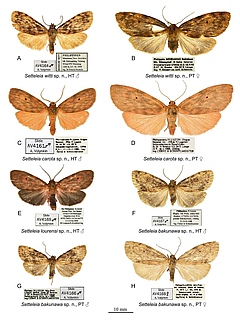 Die vier Arten (jeweils m&auml;nnlich und weiblich) der Gattung <em>Setteleia</em>. (Bild: Zoological Studies)