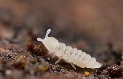 Springtails like<em> Kalaphorura burmeisteri</em> play a key role as decomposers worldwide. Chemicals reduce their species richness and abundance significantly. (Picture: Andy Murray)
