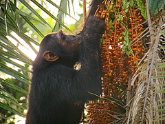 Schimpanse (<em>Pan troglodytes</em>) bei der Futtersuche auf einer Senegalesischen Dattelpalme (<em>Phoenix reclinate</em>)&nbsp; (Bild: M. McLennan / Bulindi Chimpanzee & Community Project)