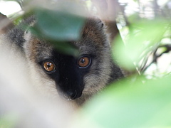 Lemuren kommen ausschlie&szlig;lich auf Madagaskar vor. Dieser Rotstirnmaki ern&auml;hrt sich haupts&auml;chlich von Fr&uuml;chten.  (Bild: Omer Nevo)