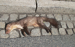 The species is widely distributed, but often killed by cars.