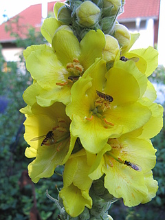 Hoverflies also pollinate many plants. Here you can see a marmalade hoverfly on a mullein. (Picture: Reinart Feldmann)
