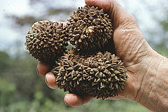 The large, woody fruits of the <em>Manicaria saccifera</em> palm that depend on large animals for their dispersal. (Picture: John Dransfield, Royal Botanic Gardens, Kew)